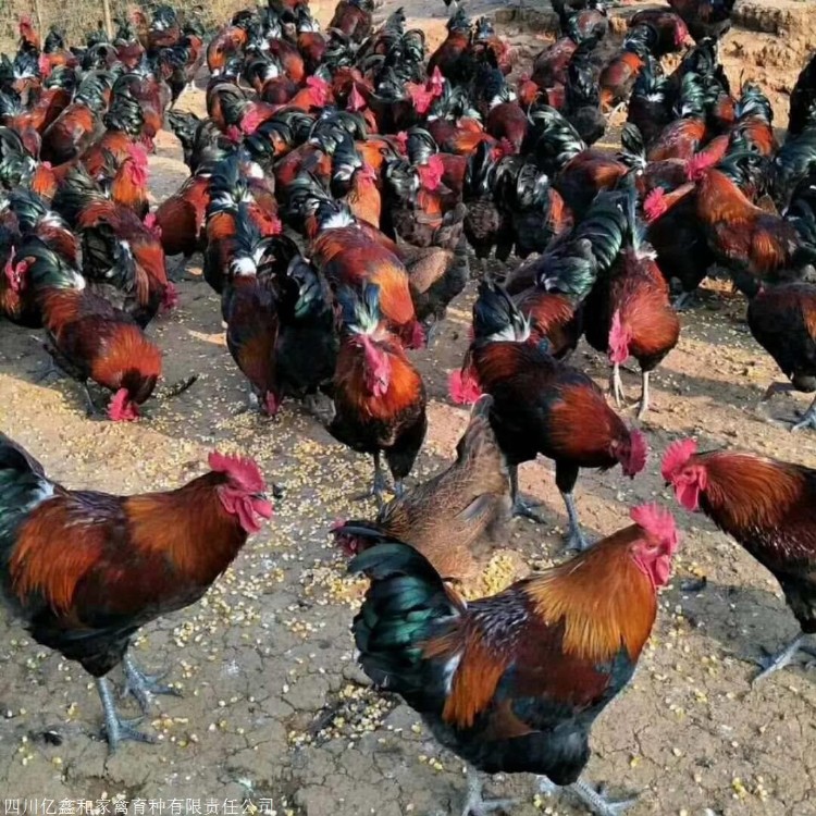 最新麻鸡价格行情动态更新