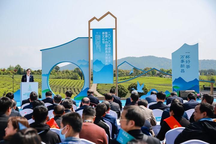 新昌大佛龙井，茶缘故事与价格探讨