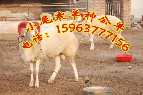 羊苗最新报价，市场走势与产业地位分析