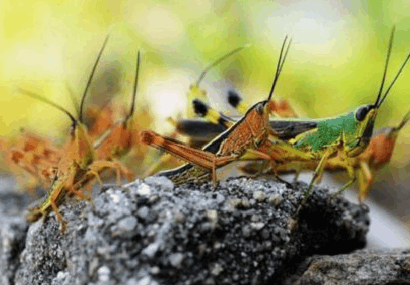 揭秘沙漠之王蝗虫的生态演变动态