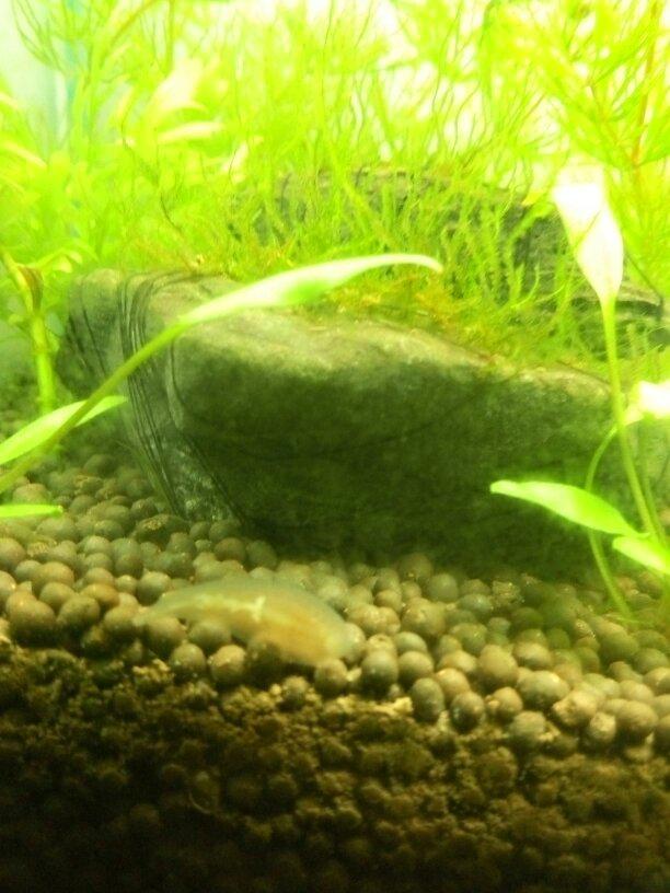 最新水草泥引领水生植物生态革新革命