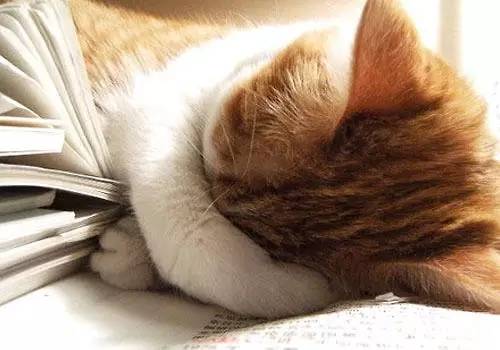 猫先生最新现象，多维解读揭秘新动态